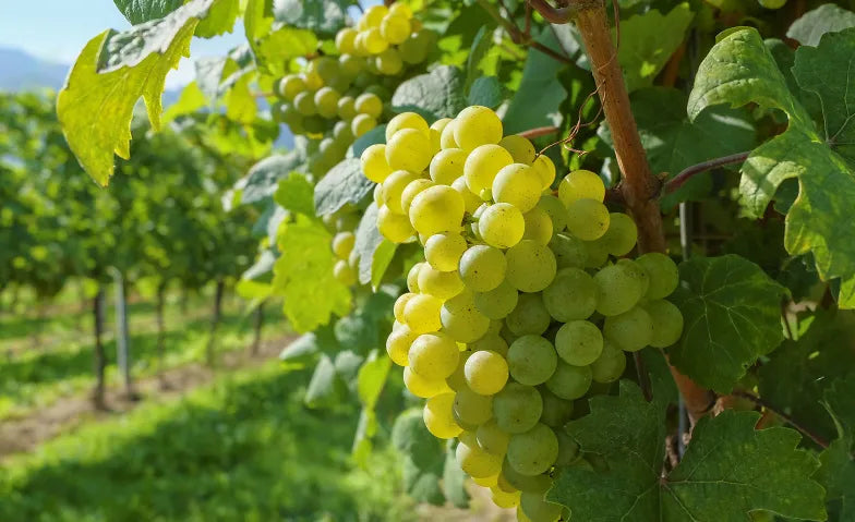 Grape to know "white" - die wichtigsten weißen Rebsorten
